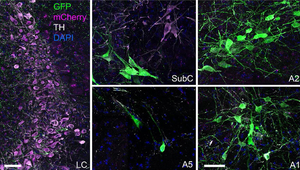 LC and SubC neurons