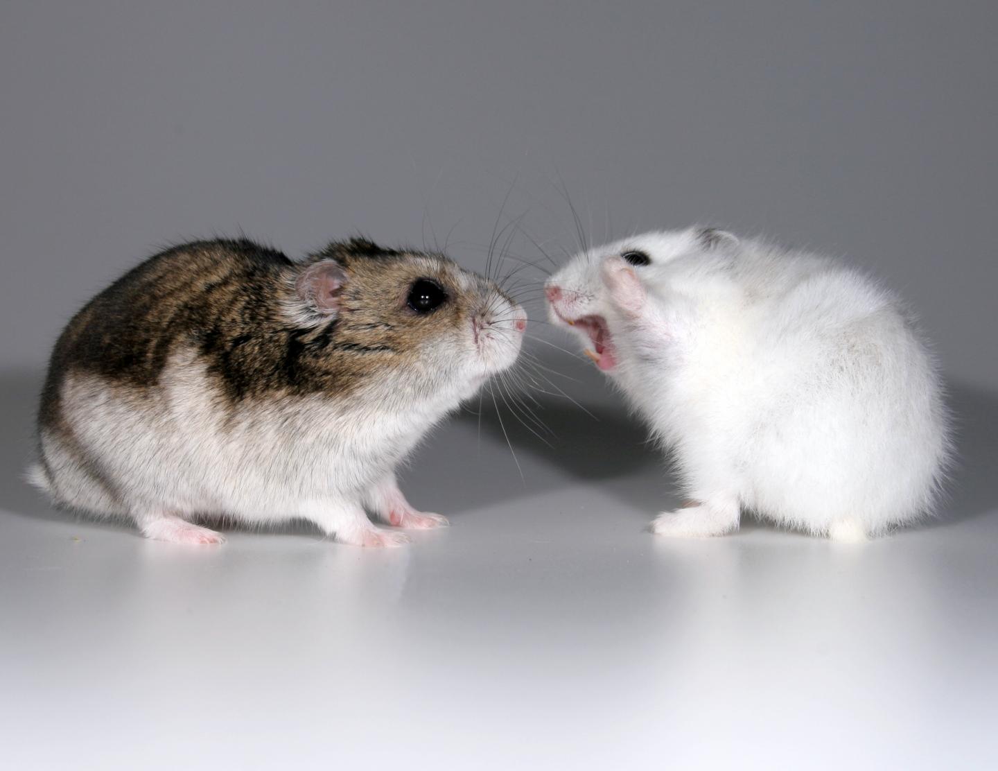 Aggressive Hamsters