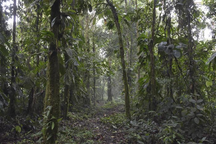 Habitat where specimens of Neacomys marci were collected in the study. Photo by Jorge Brito. Licence CC-BY 4.0