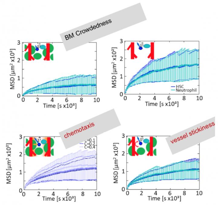 Simulation of Cell Migration