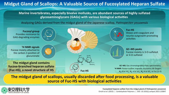 Midgut gland of scallops: A valuable source of fucosylated heparan sulfate (Fuc-HS)