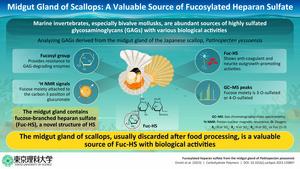 Midgut gland of scallops: A valuable source of fucosylated heparan sulfate (Fuc-HS)