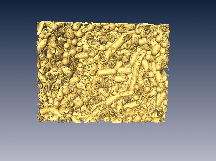 Live Bacteria -- 3-D Render