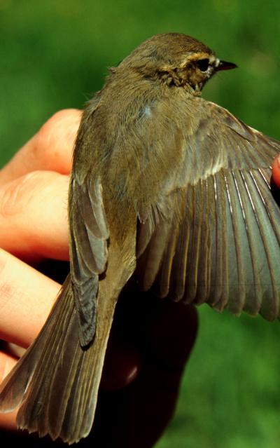 West Siberian Greenish Warbler