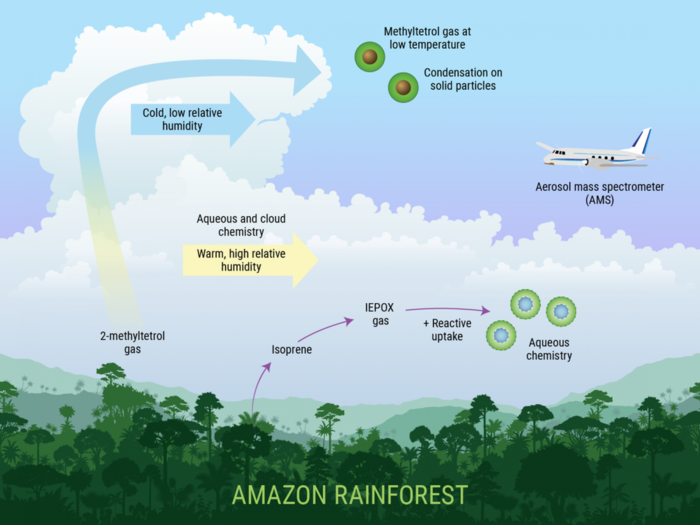 Amazon Rainforest Foliage Gases Affect the Ea | EurekAlert!