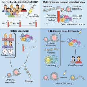 Graphical abstract of the BCG vaccine trained immunity study