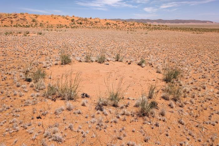 A typical fairy circle on the Kamberg, which the researchers investigated during the 2024 rainy season