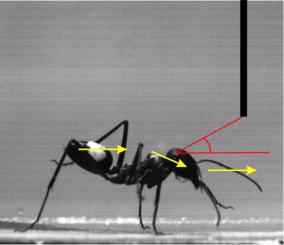 Ant Crawling Under a Horizontal Barrier