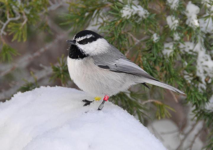 Mountain Chickadees Live Year-Round in Harsh Sierra Nevada Climate