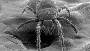 Disease Bacterium Detected in North Carolina Chiggers