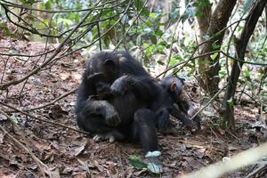 A female chimpanzee eating termites using a tool alongside her infant