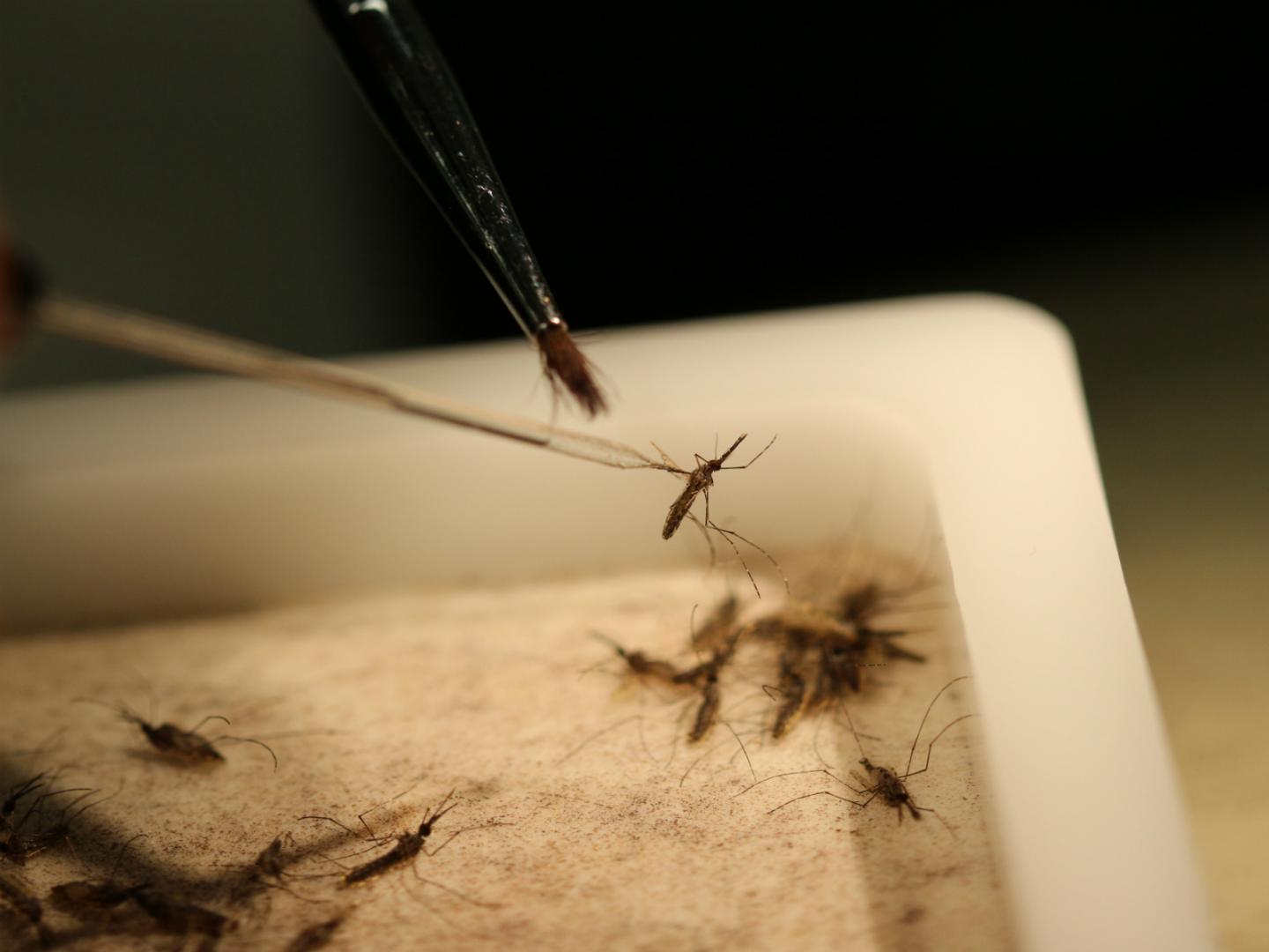 Mosquitoes Anticipate Malaria Infection