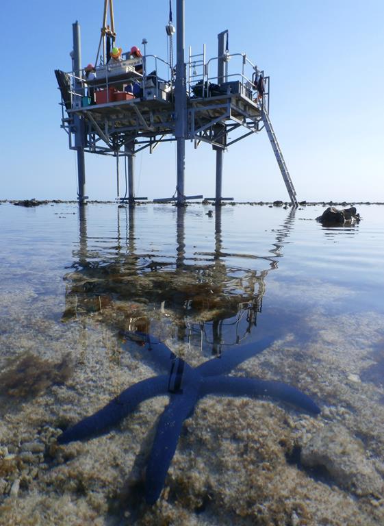 Starfish below Rig
