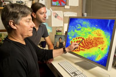 Dennis D.M. O'Leary and Andreas Zembrzycki, Salk Institute