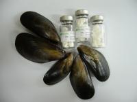 Mussel Proteins
