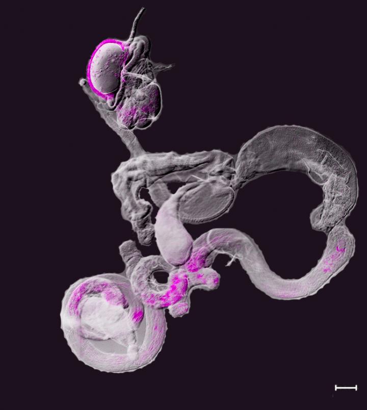 Bond in <em>Drosophila</em>
