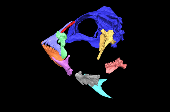 scan of fish skull