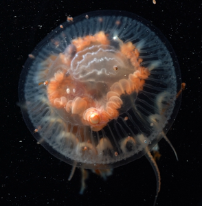 А Diplulmaris antarctica jellyfish