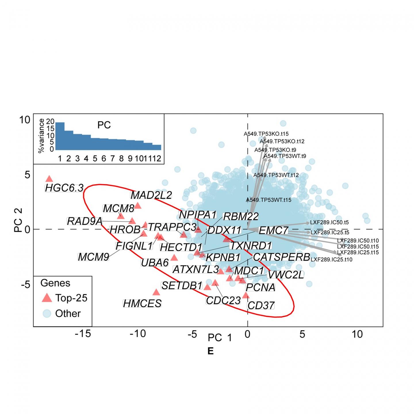 Landscape of synthetic lethal genes upon APOBEC activation in lung cancer cells.