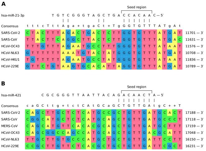 miRNA Binding Sites