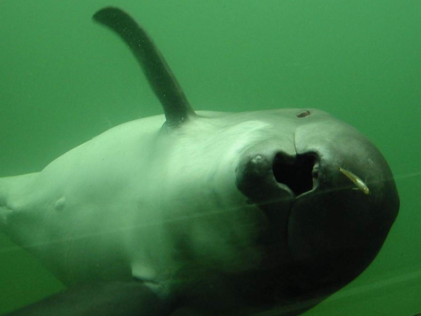 Harbour Porpoise with a Fish