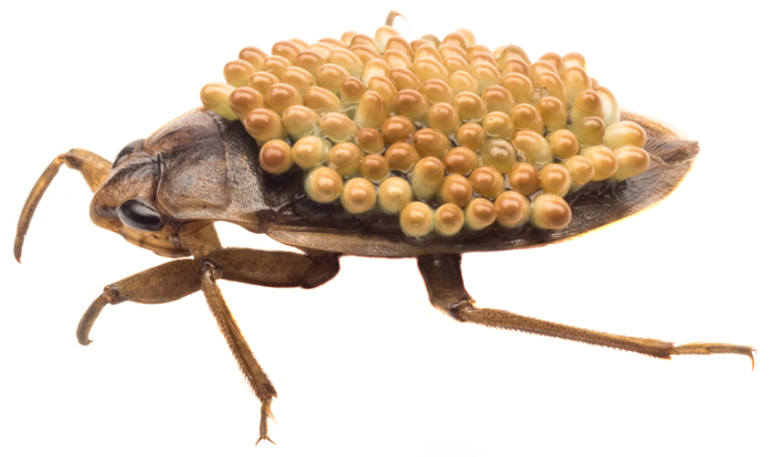 Male exhibiting paternal care behavior