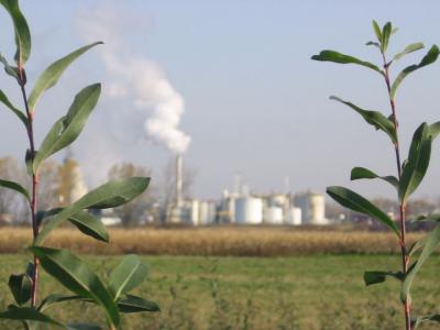 Trees Can Be Used to Clean up Pollution