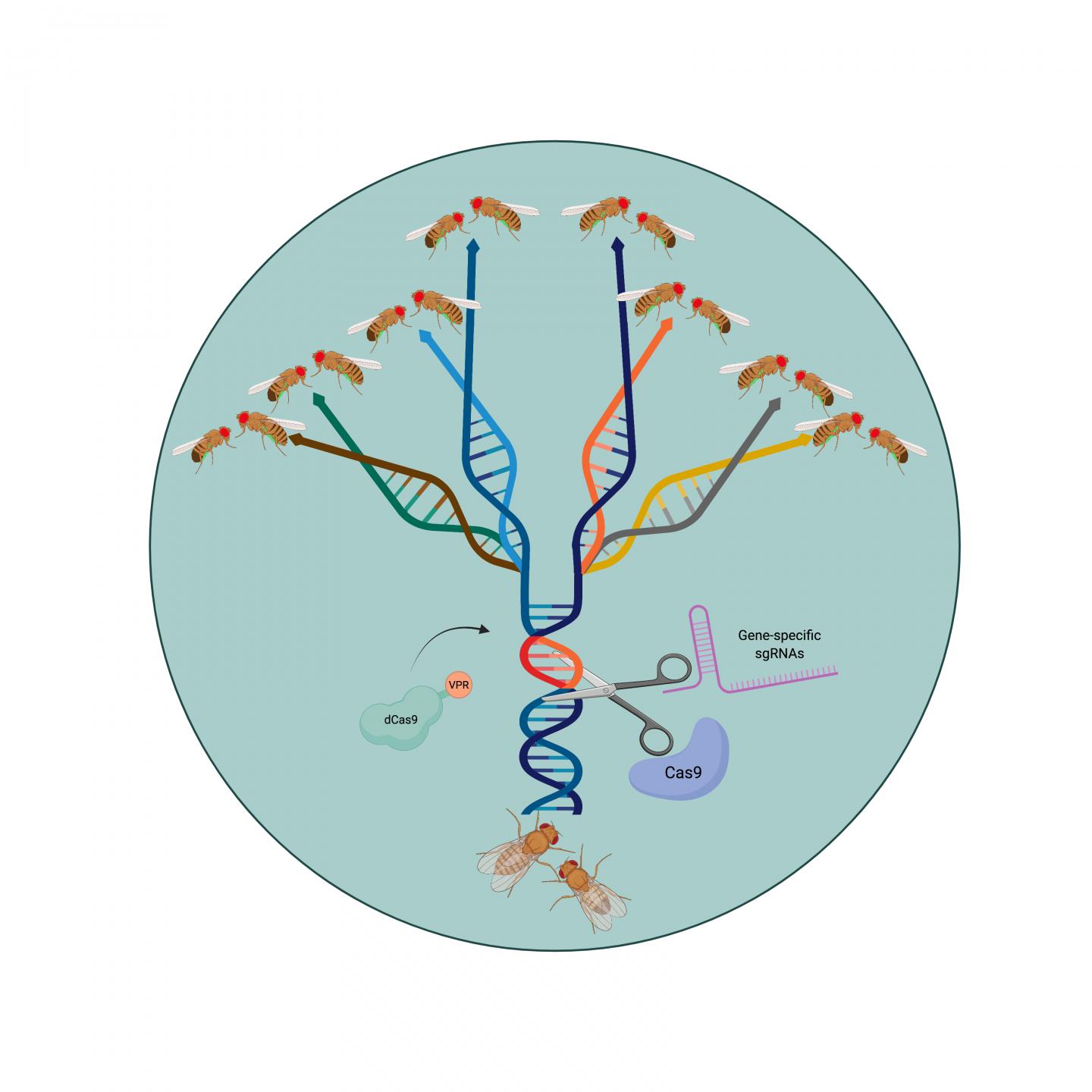 Confinable gene drive SPECIES