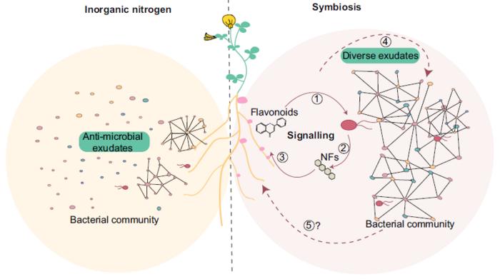 Nitrogen nutrition and signaling during root nodule symbiosis