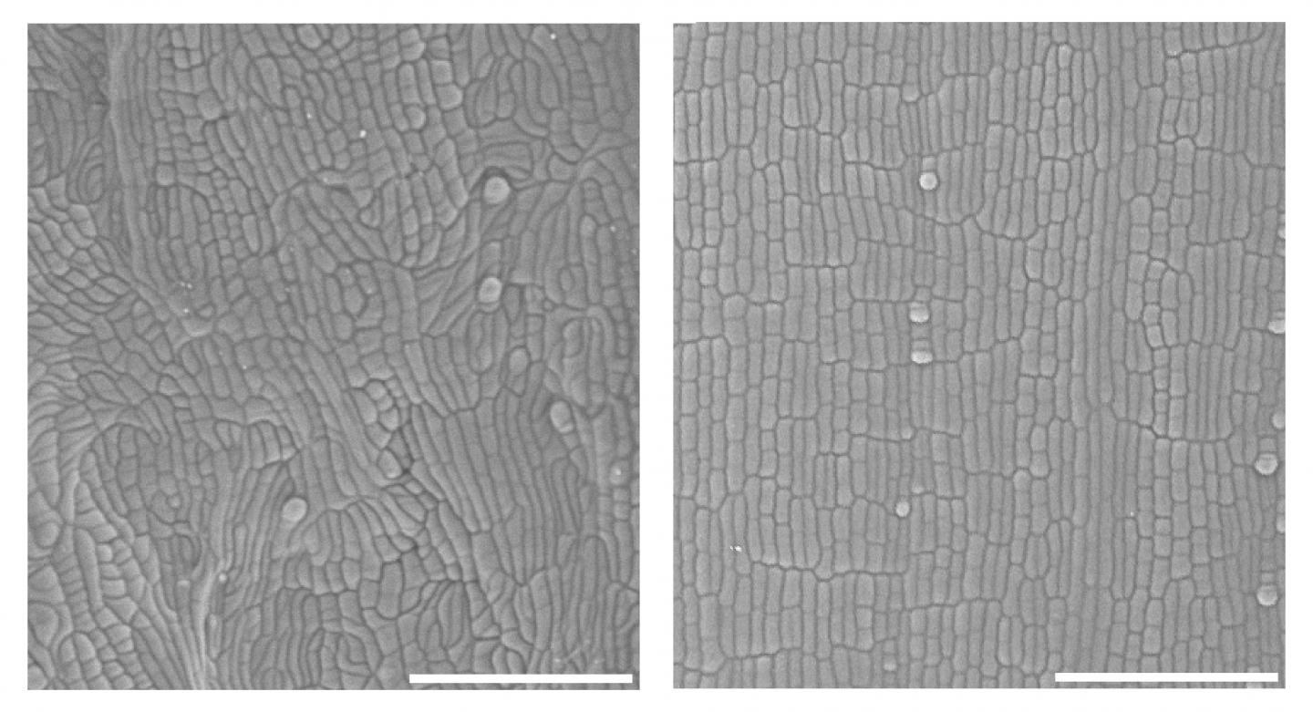 Wild and Mutant Microscopic Maize cells