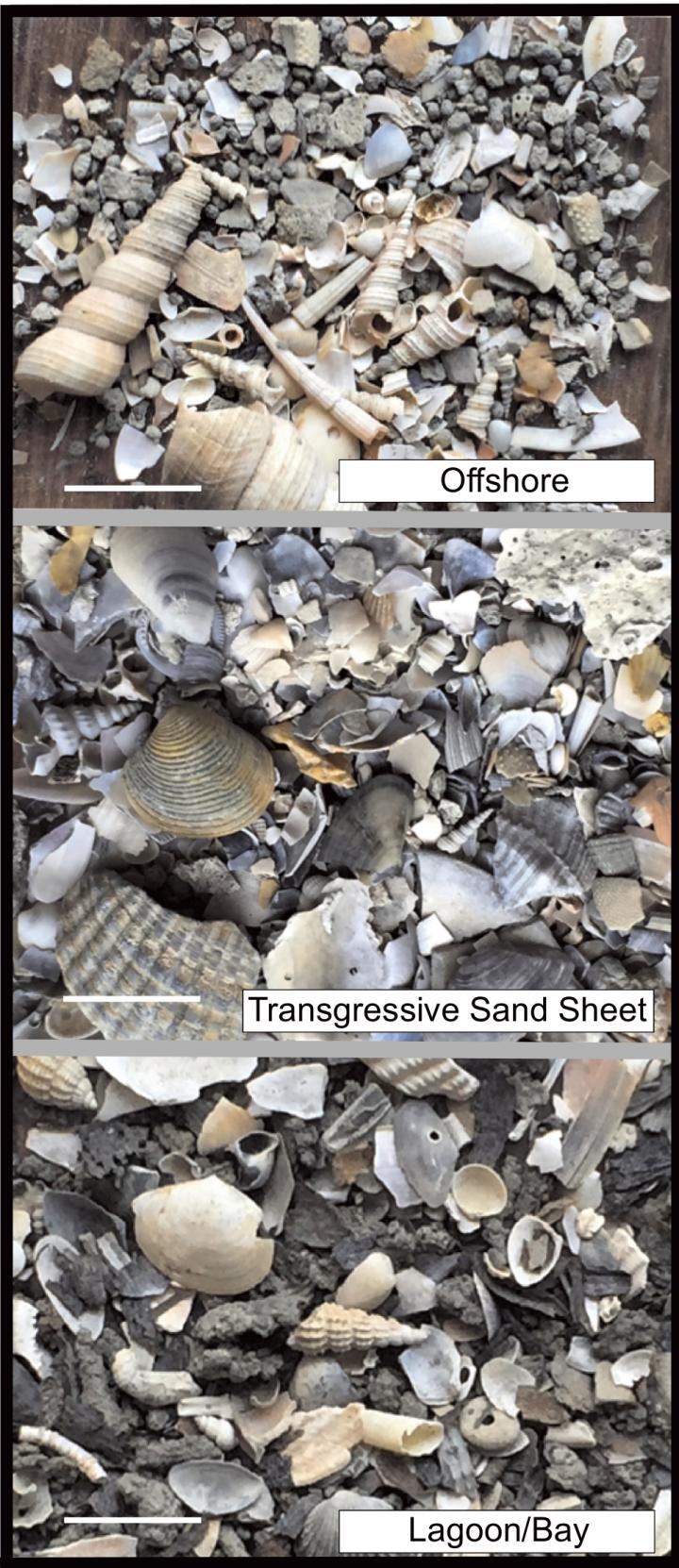 Ecological Needs of Species Are Key when Interpreting the Fossil Record