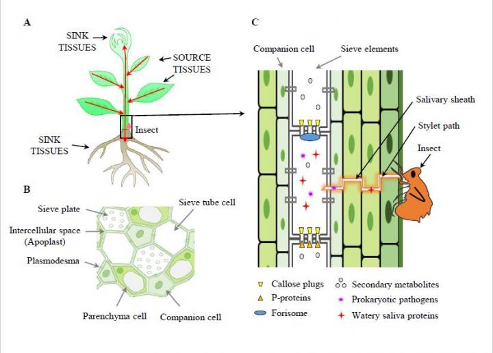 Progress and Challenges of Phloem Research