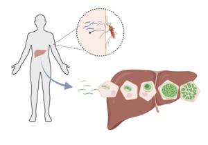 Malaria cycle in the liver