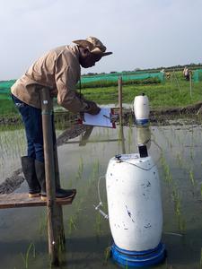 Scientists find that rice varieties can reduce methane emissions