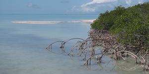 South Florida estuaries