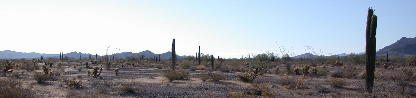 Kofa Saguaro