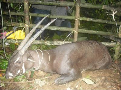 Saola Captured by Villagers in Laos