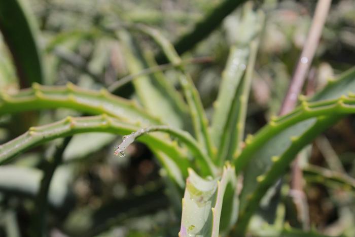 Agave plants