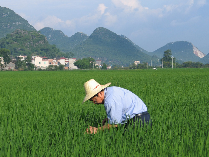 A scientist inspects rice in China