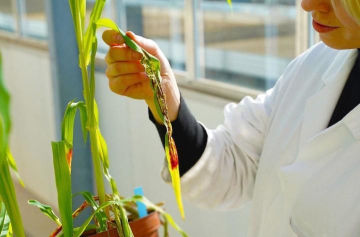 Ustilago maydis infected maize plant