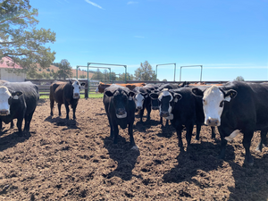 Cattle with collars