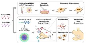 Bone regeneration using mRNA medicines