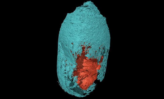 Bee cell from the Holocene palaeosols of southwest Portugal.