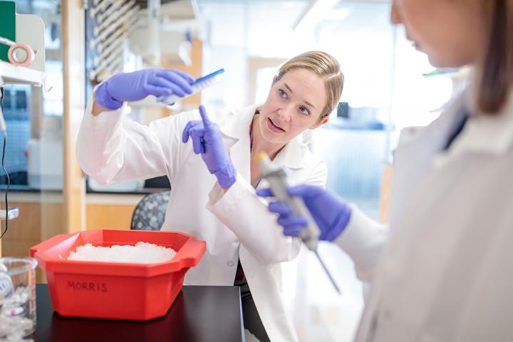 Scientists Design Way to Track Steps of Cells' Development