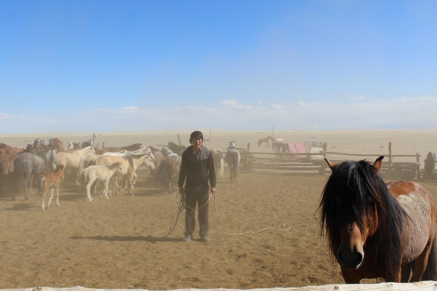 Man Catching Mongolian Horse (2 of 2)