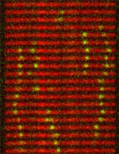 The Movement of MCAK Molecules