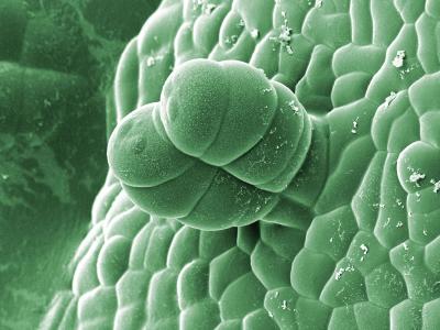 <em>Artemisia annua</em> Leaf