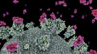 Nanobodies attaching to the SARS-CoV-2 virus 'spike' protein