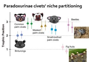 Paradoxurinae civet's niche partitioning