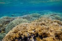 Shallow Reefs of Kaneohe Bay, Hawaii